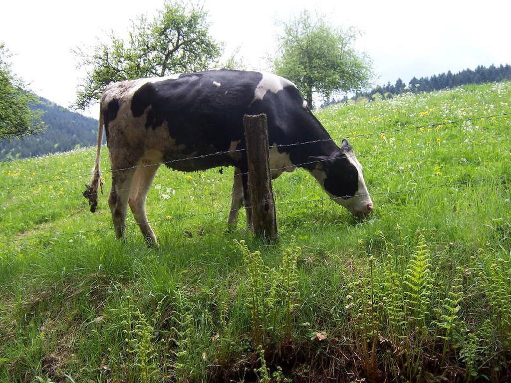 Stinneshof Oberharmersbach Zewnętrze zdjęcie