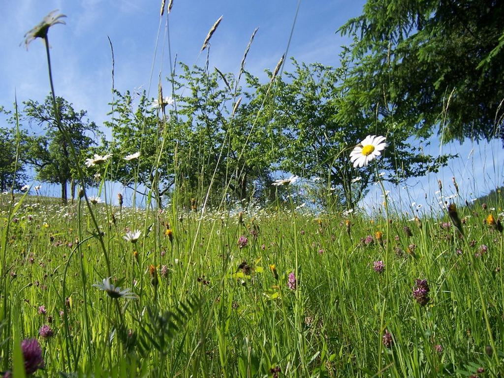 Stinneshof Oberharmersbach Zewnętrze zdjęcie